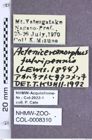 Etiketten zu Acteniceromorphus fulvipennis (Lewis, 1894) (NHMW-ZOO-COL-0008310)